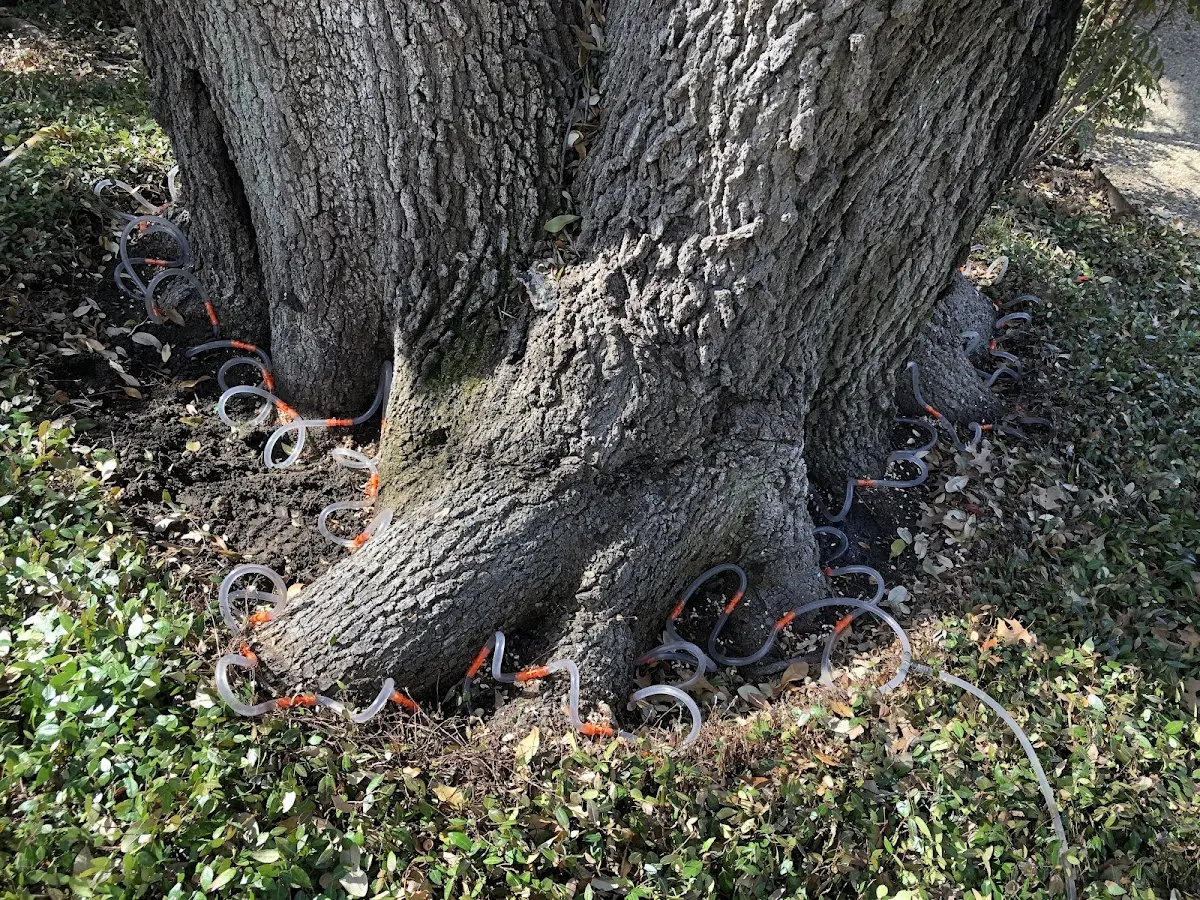 Detailed Tree Cabling and Bracing job site in Lime Springs