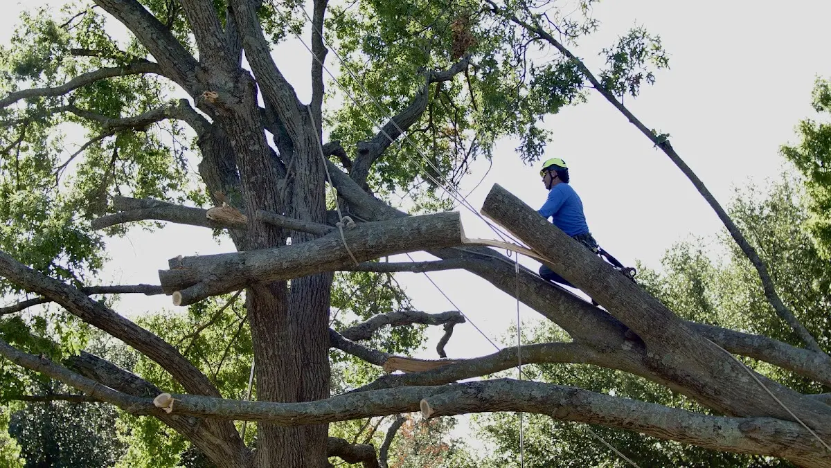 Professional Crown Thinning performed by certified arborists in Lime Springs