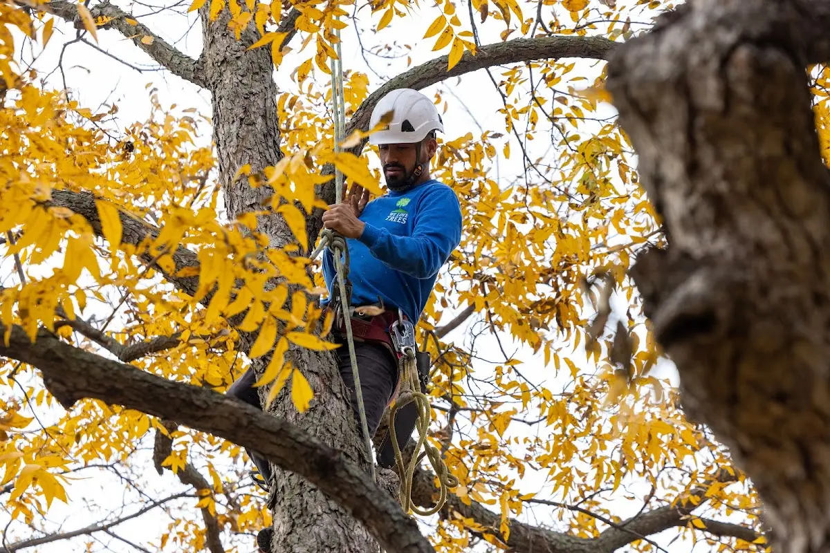 Skilled Tree Pruning crew working in Lime Springs