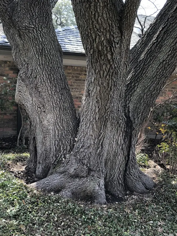 Mature heritage tree close to a Lime Springs property cared for by certified arborists